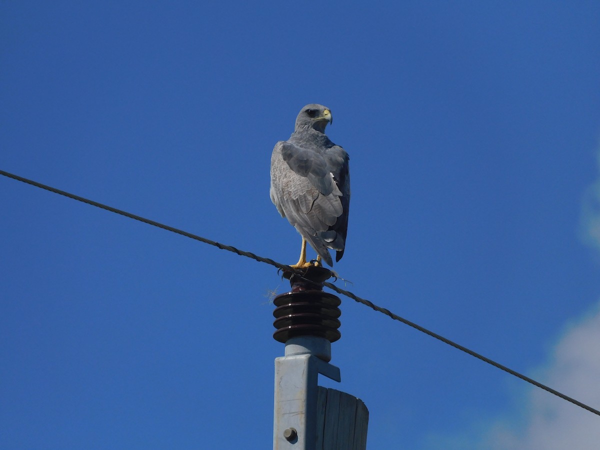 Black-chested Buzzard-Eagle - ML616772668