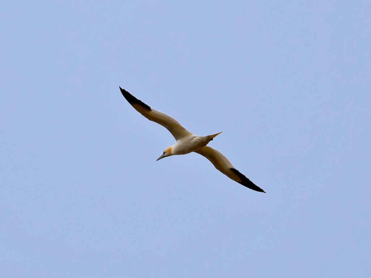 Northern Gannet - ML616772677