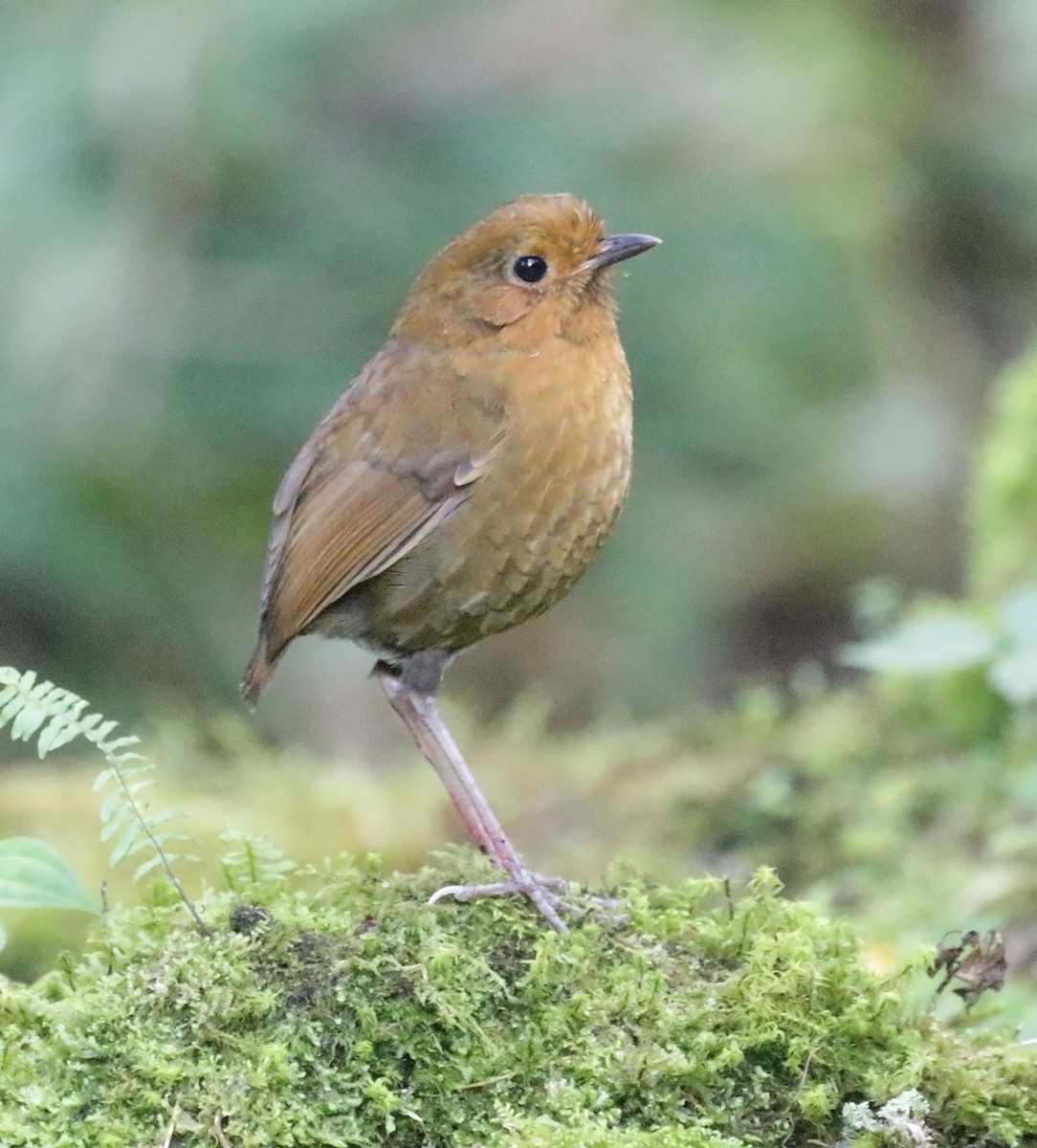 Equatorial Antpitta - Trevor Ellery