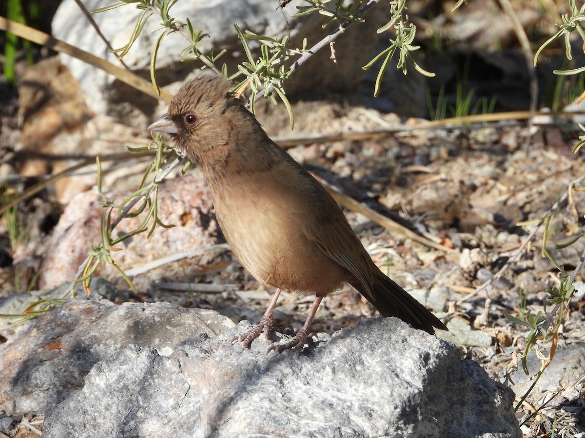 Abert's Towhee - Matthew Maciosek