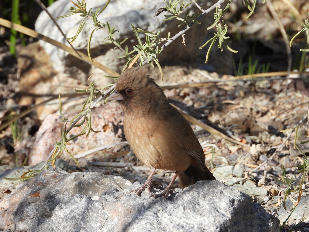 Abert's Towhee - Matthew Maciosek