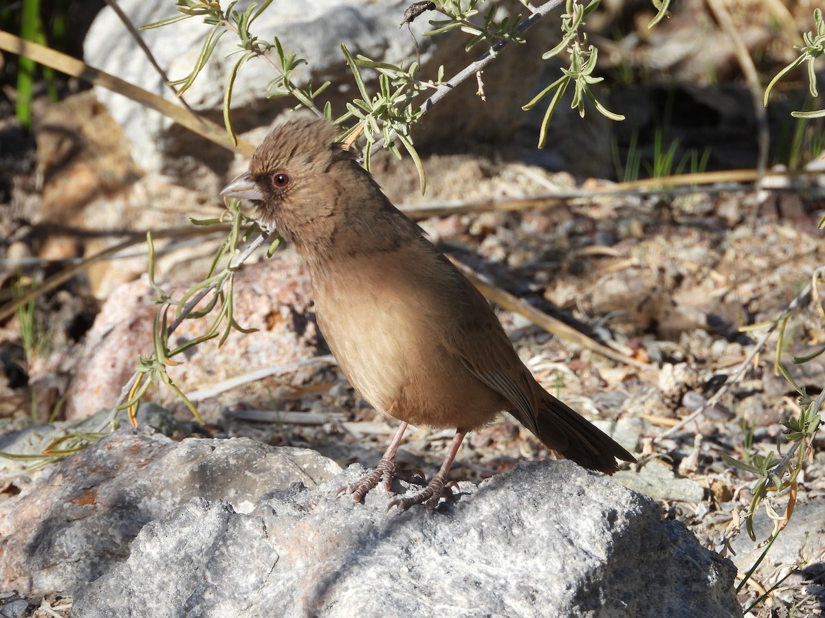 Abert's Towhee - ML616772739