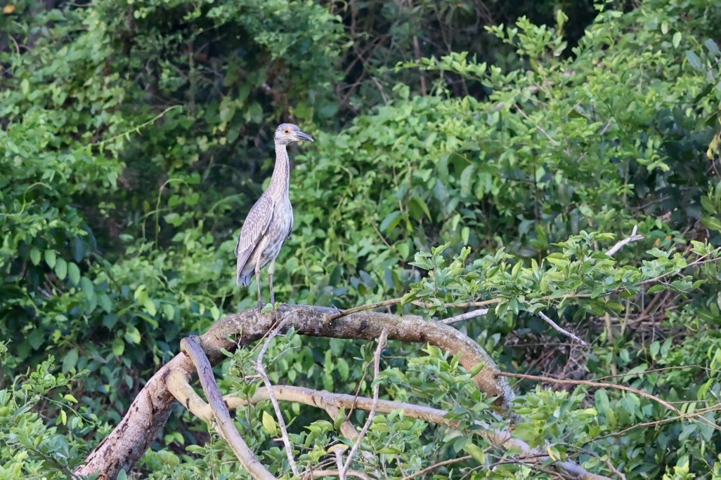 Yellow-crowned Night Heron - ML616772770