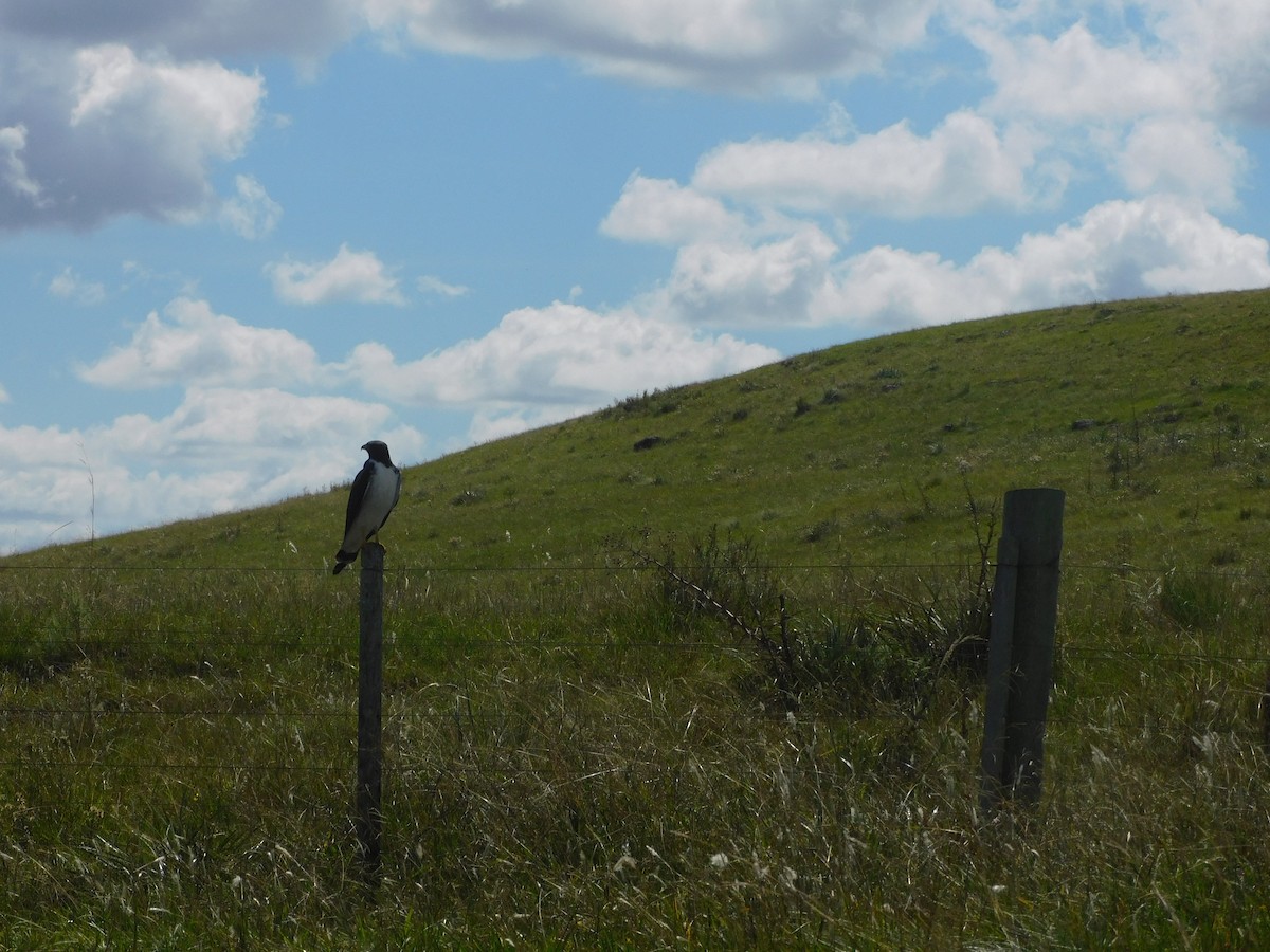 White-tailed Hawk - ML616772772