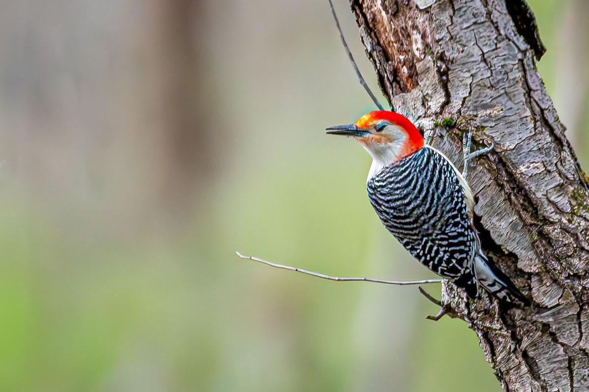 Red-bellied Woodpecker - ML616772808
