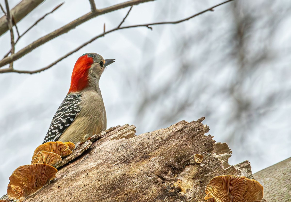 Red-bellied Woodpecker - ML616772809