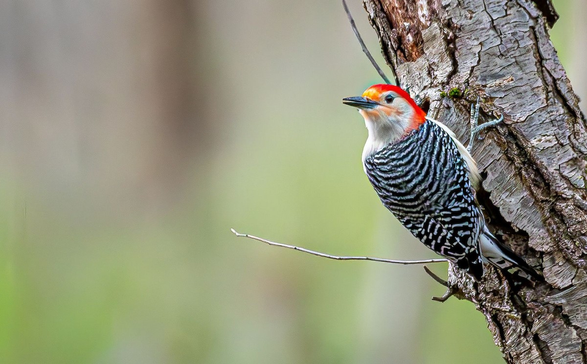 Red-bellied Woodpecker - ML616772810