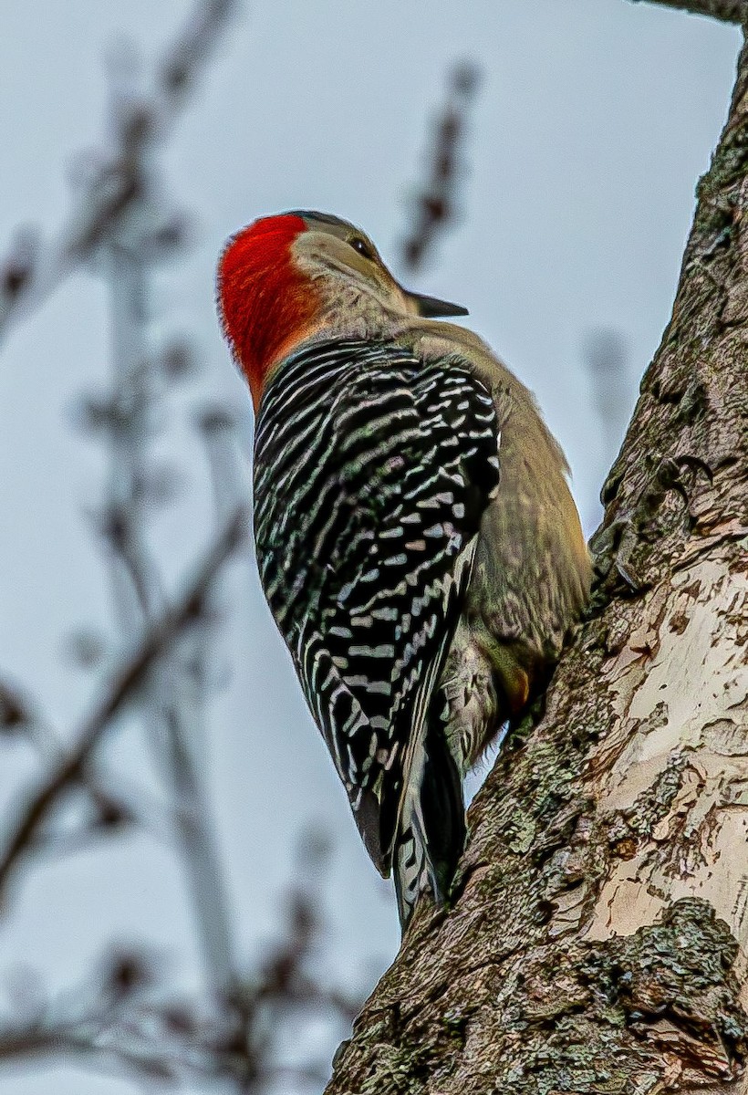 Red-bellied Woodpecker - ML616772811