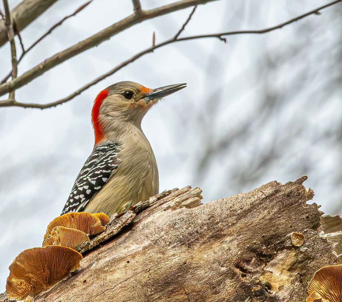 Red-bellied Woodpecker - ML616772812