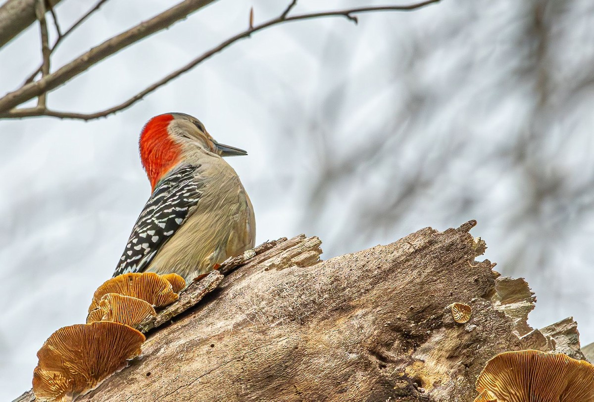 Red-bellied Woodpecker - ML616772813