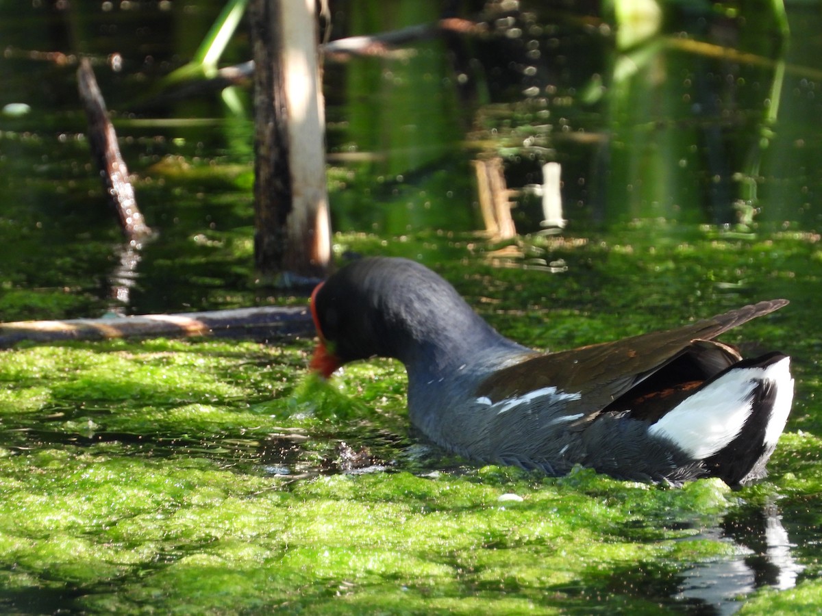 Common Gallinule - Matthew Maciosek