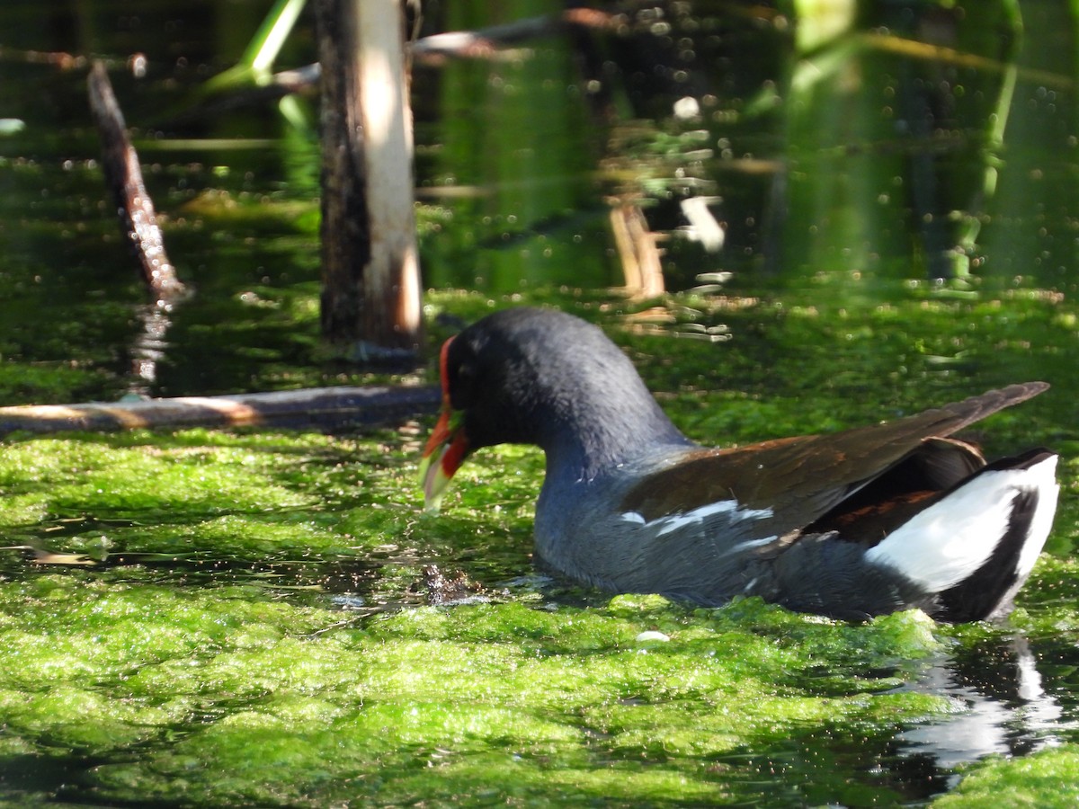 Common Gallinule - ML616772842