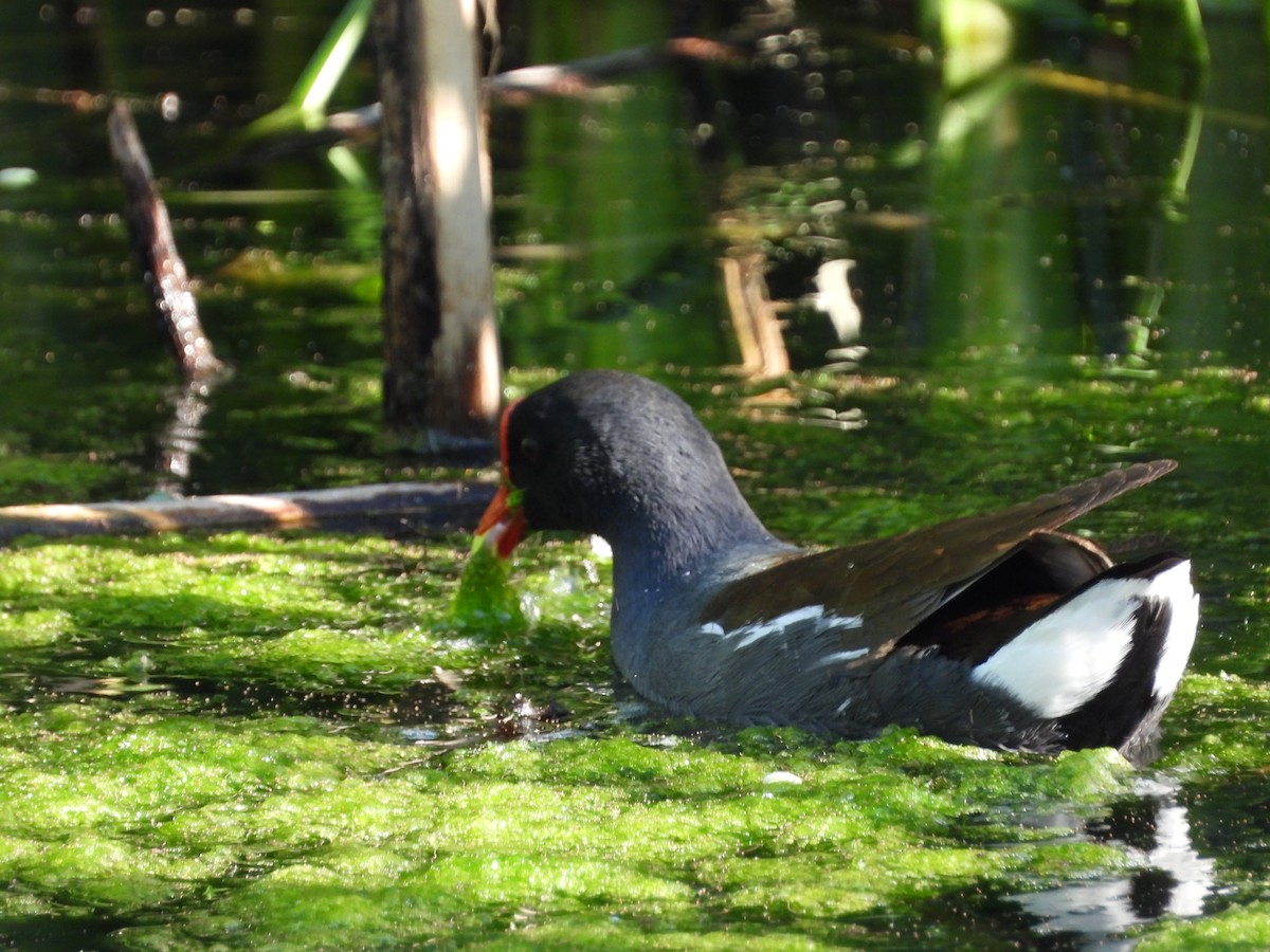 Common Gallinule - Matthew Maciosek