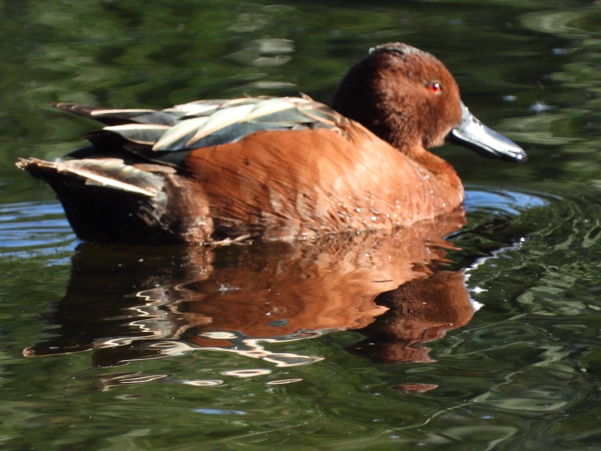 Cinnamon Teal - Matthew Maciosek