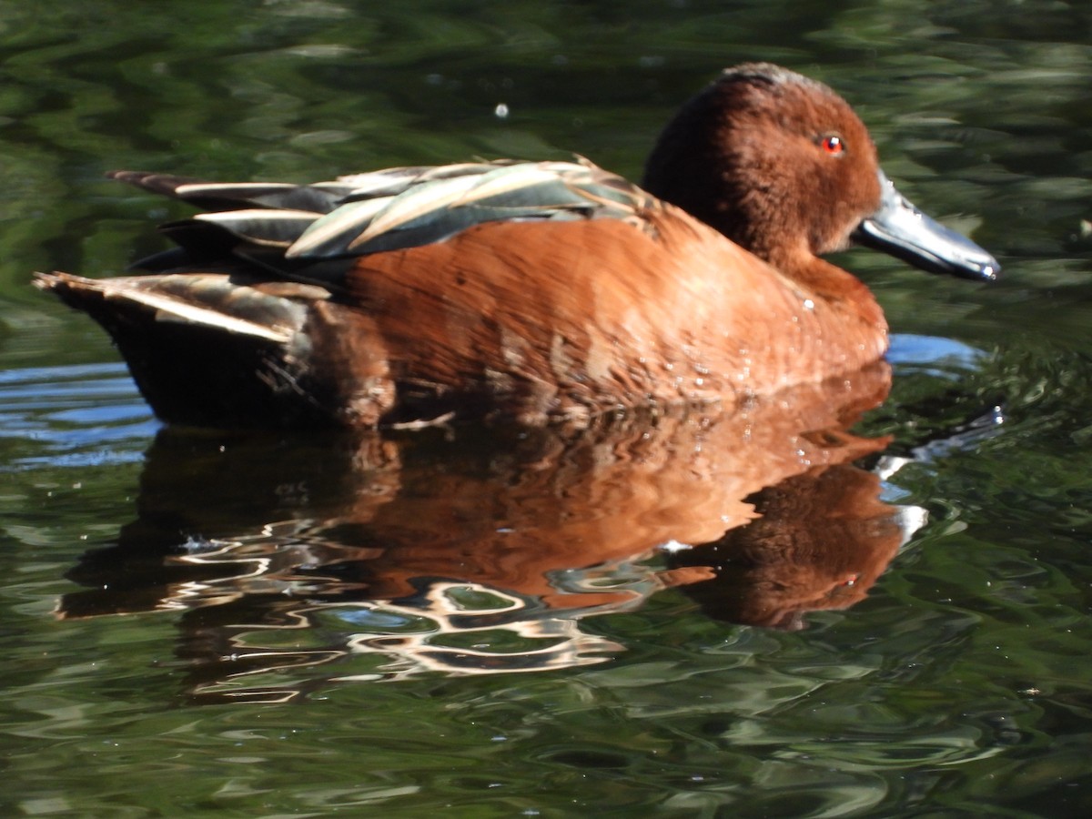 Cinnamon Teal - Matthew Maciosek