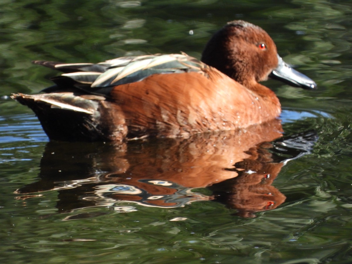 Cinnamon Teal - ML616772854