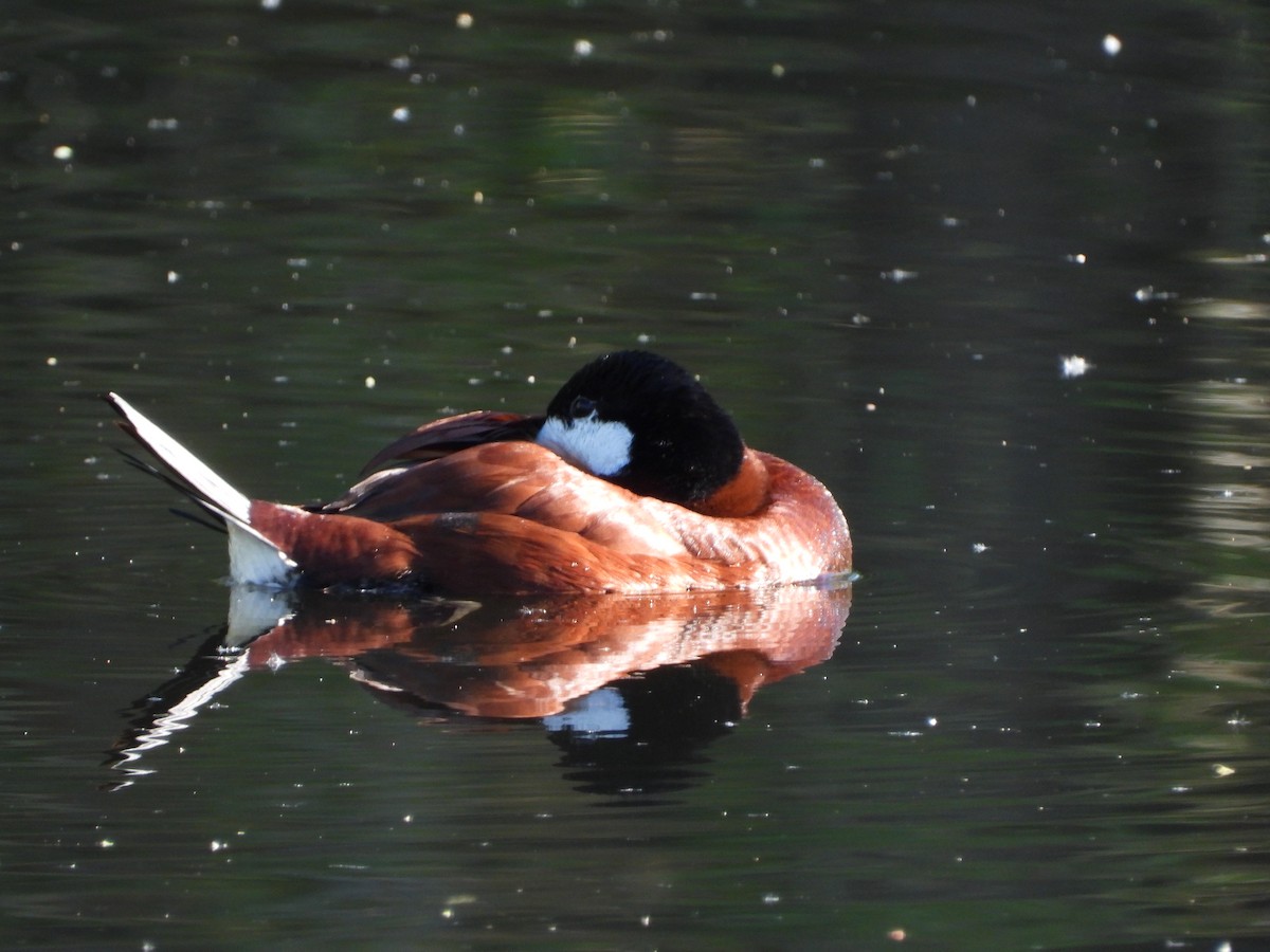 Ruddy Duck - ML616772863