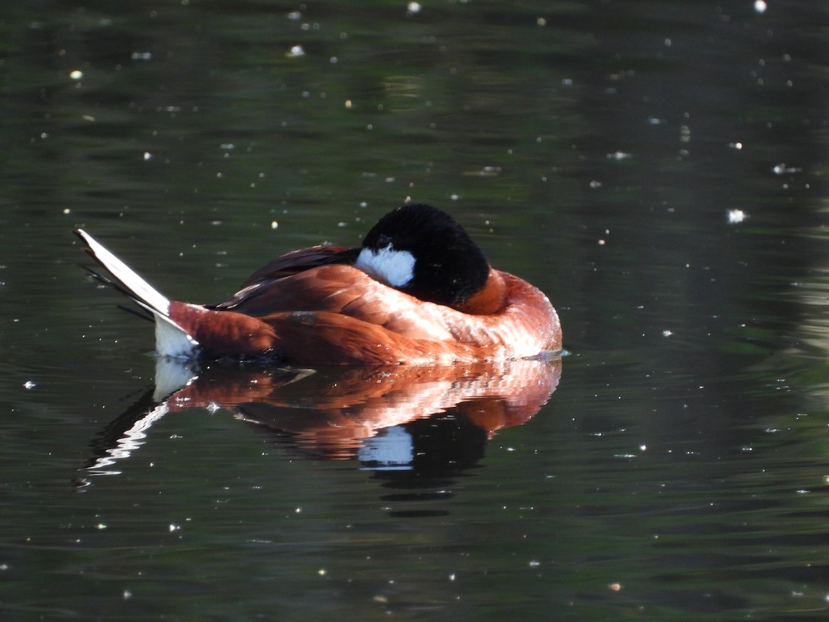 Ruddy Duck - ML616772864