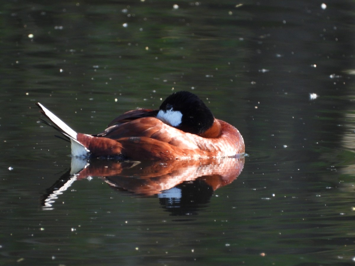 Ruddy Duck - ML616772865