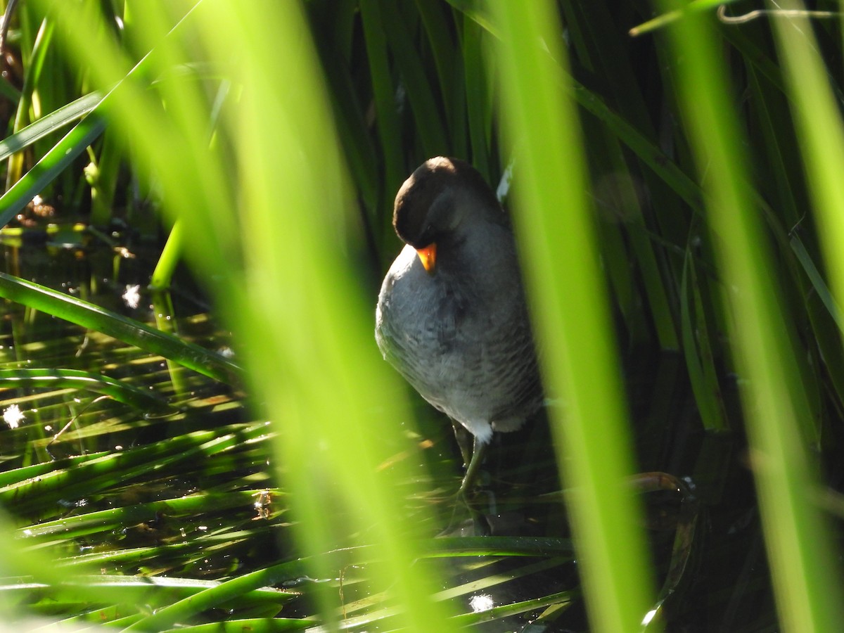 Polluela Sora - ML616772879