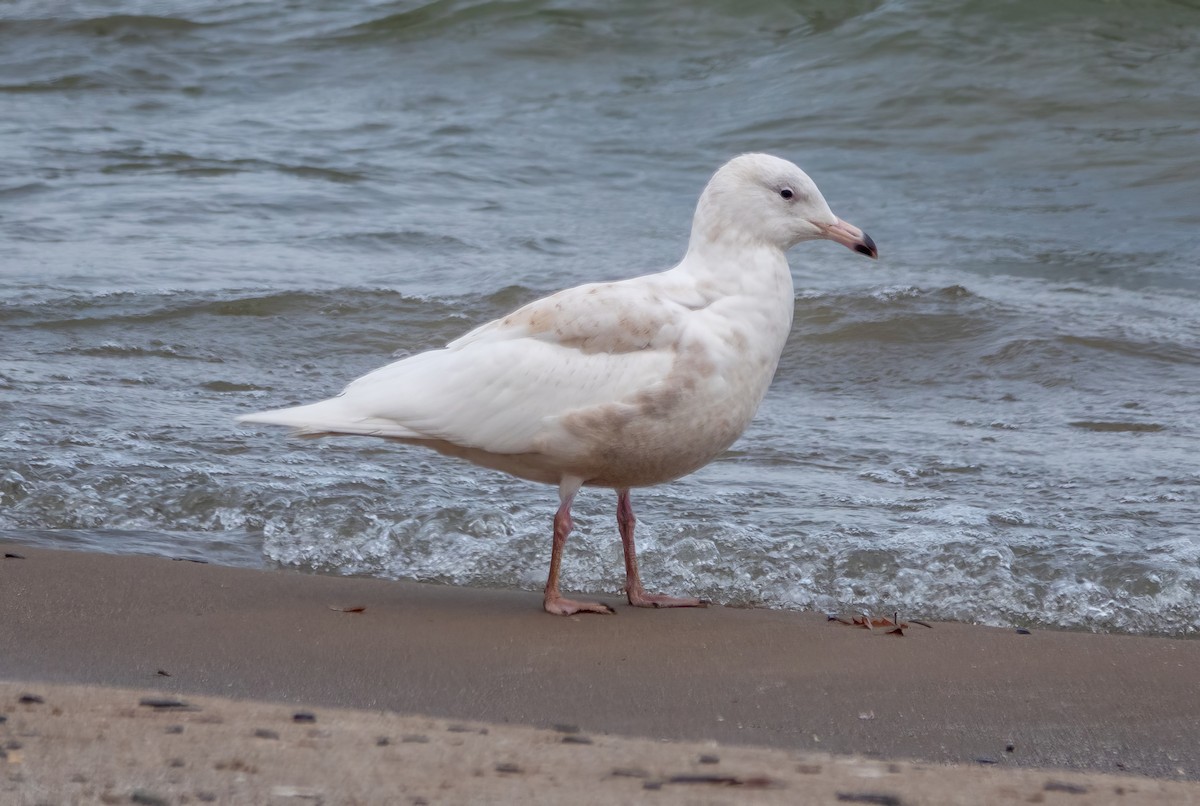 Glaucous Gull - Gale VerHague