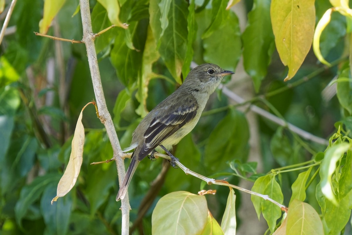 karibelenia (martinica gr.) - ML616772915