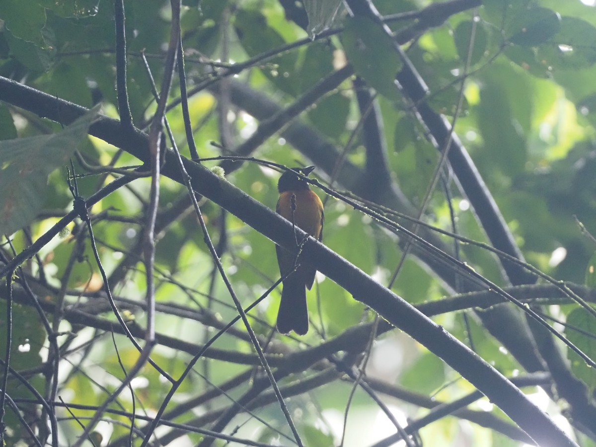 Fulvous Shrike-Tanager - Stephan Lorenz