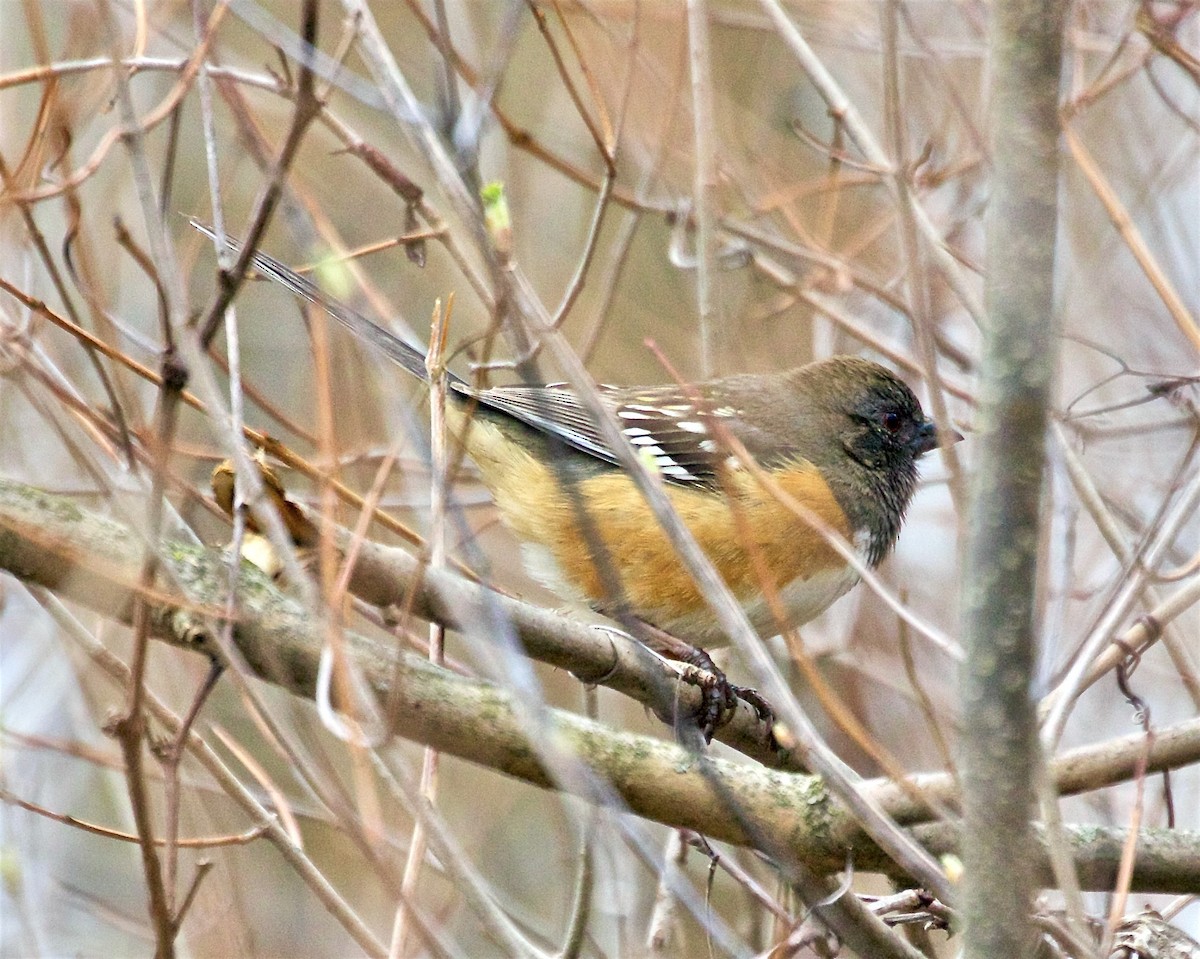 Spotted Towhee - ML616772966