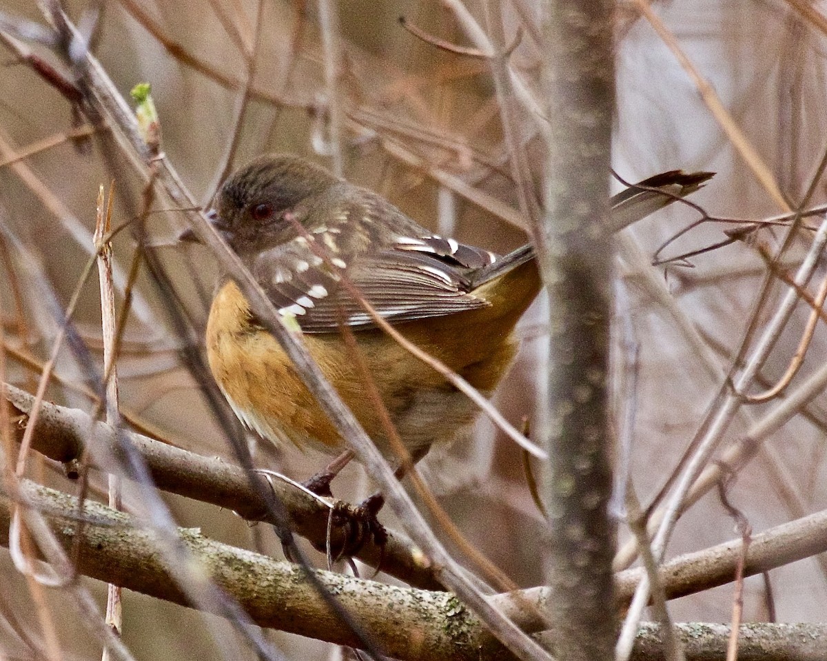 Spotted Towhee - ML616772967