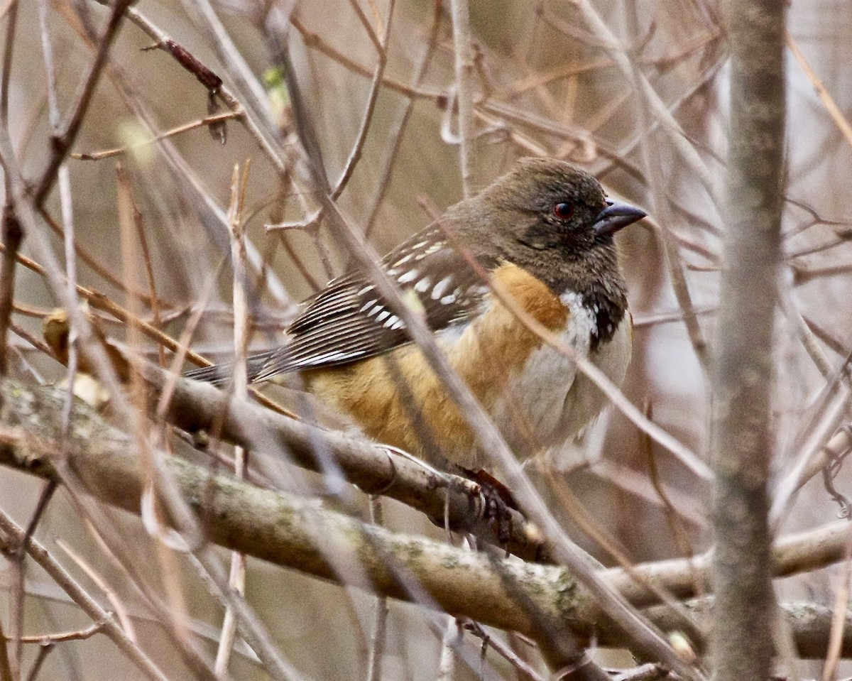 Spotted Towhee - ML616772968