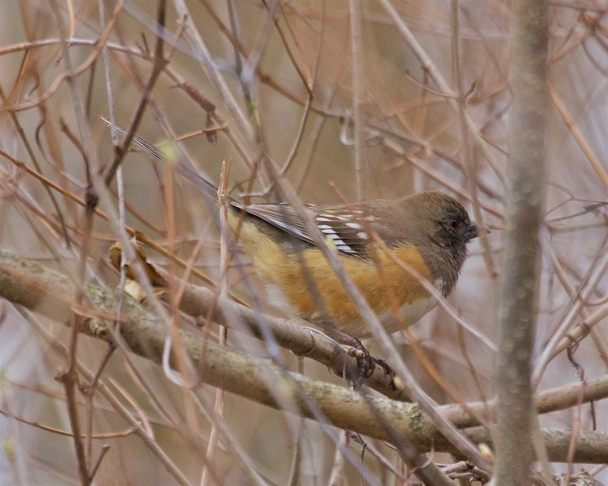 Spotted Towhee - ML616772969