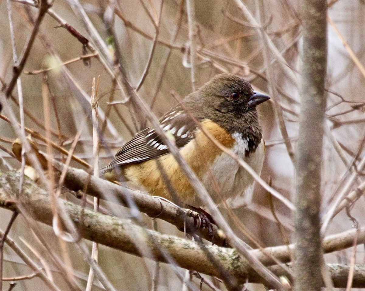 Spotted Towhee - ML616772970
