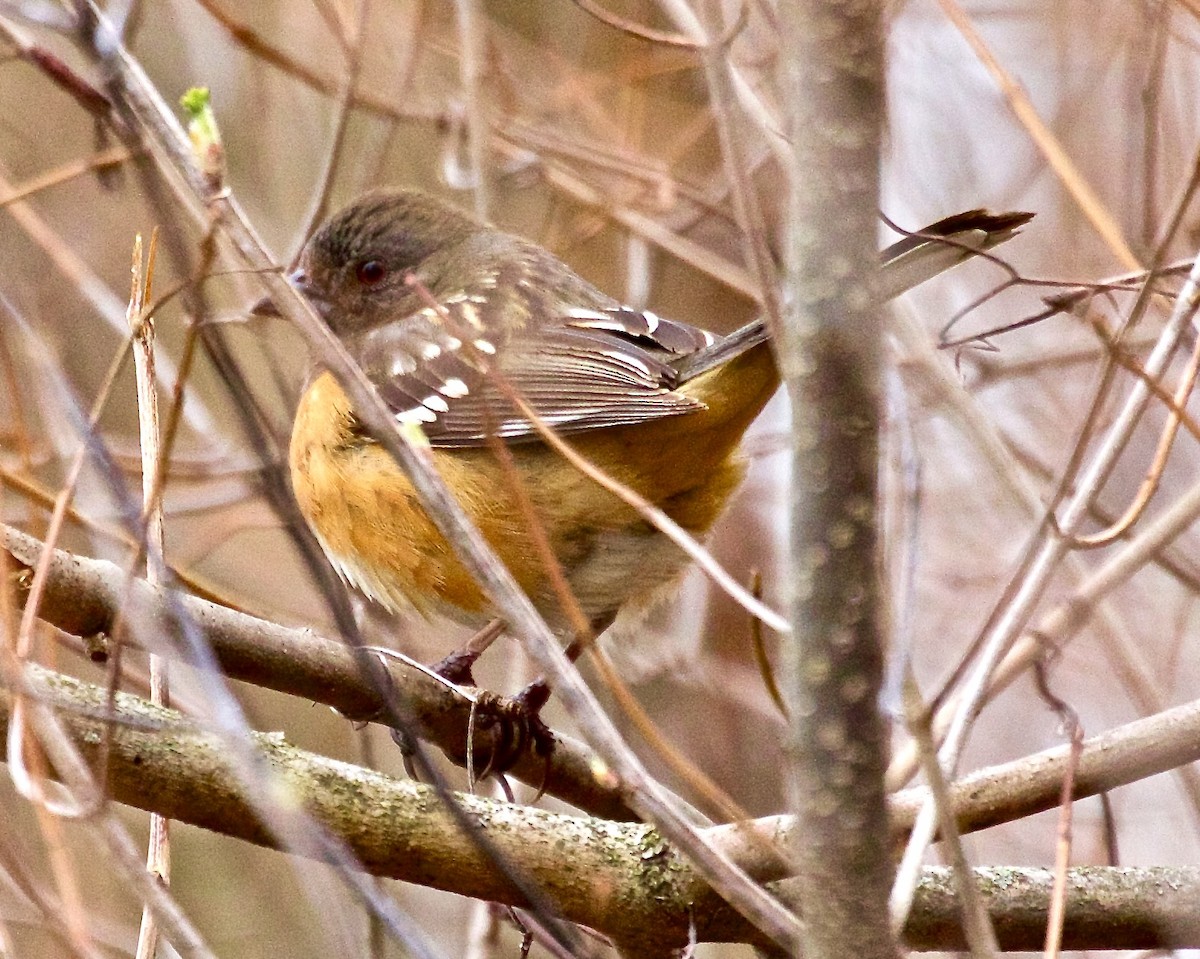 Spotted Towhee - ML616772971