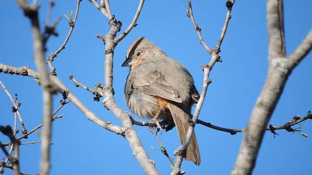 Canyon Towhee - ML616772988