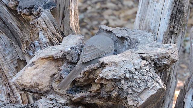 Canyon Towhee - ML616773027