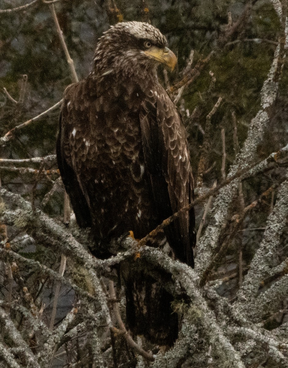 Weißkopf-Seeadler - ML616773043