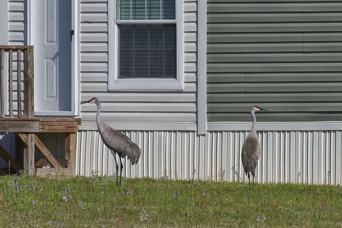 Sandhill Crane - ML616773110