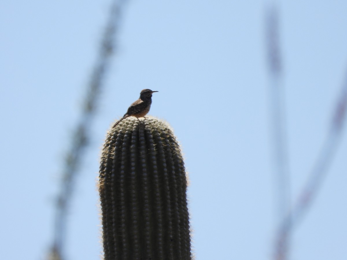 Cactus Wren - Matthew Maciosek