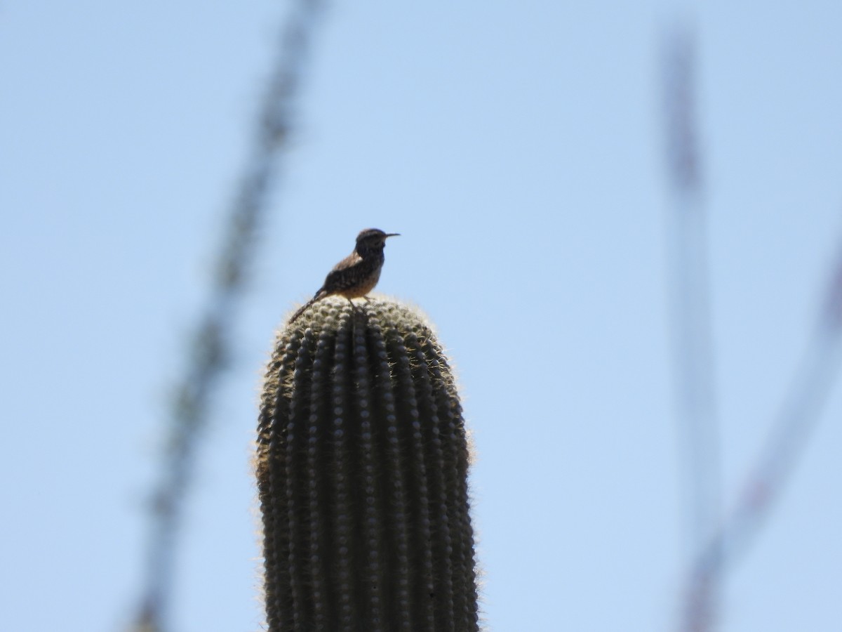 Cactus Wren - Matthew Maciosek