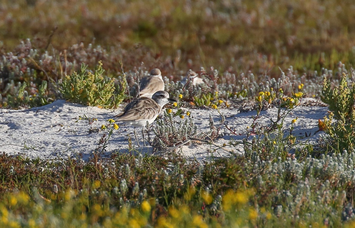 Greater Sand-Plover - ML616773148