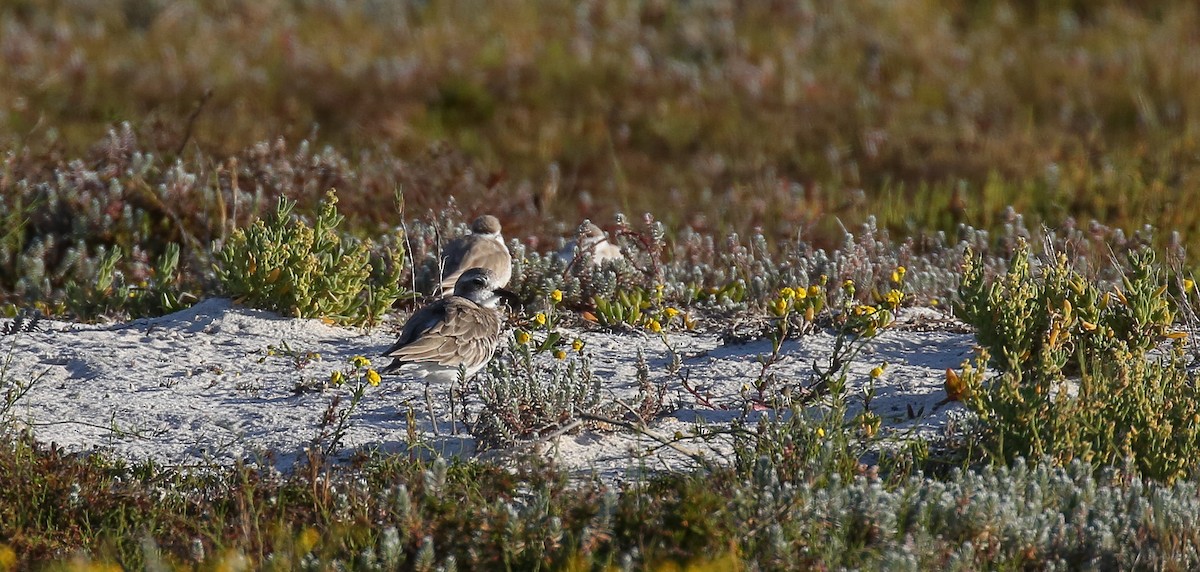 Greater Sand-Plover - ML616773149