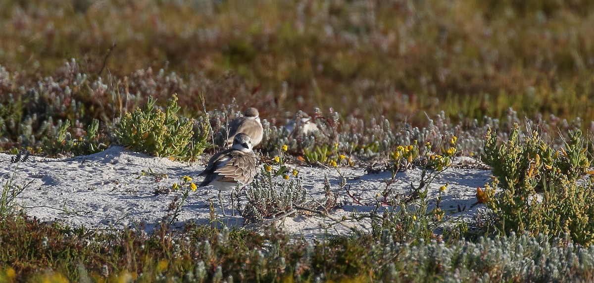 Greater Sand-Plover - Brian Small