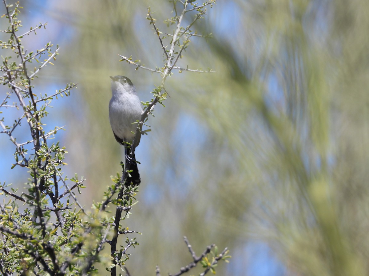 Black-tailed Gnatcatcher - ML616773183