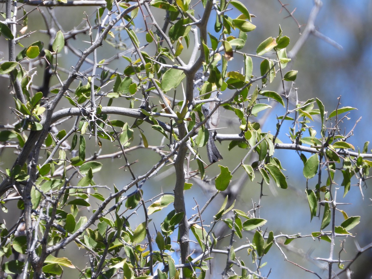 Black-tailed Gnatcatcher - Matthew Maciosek