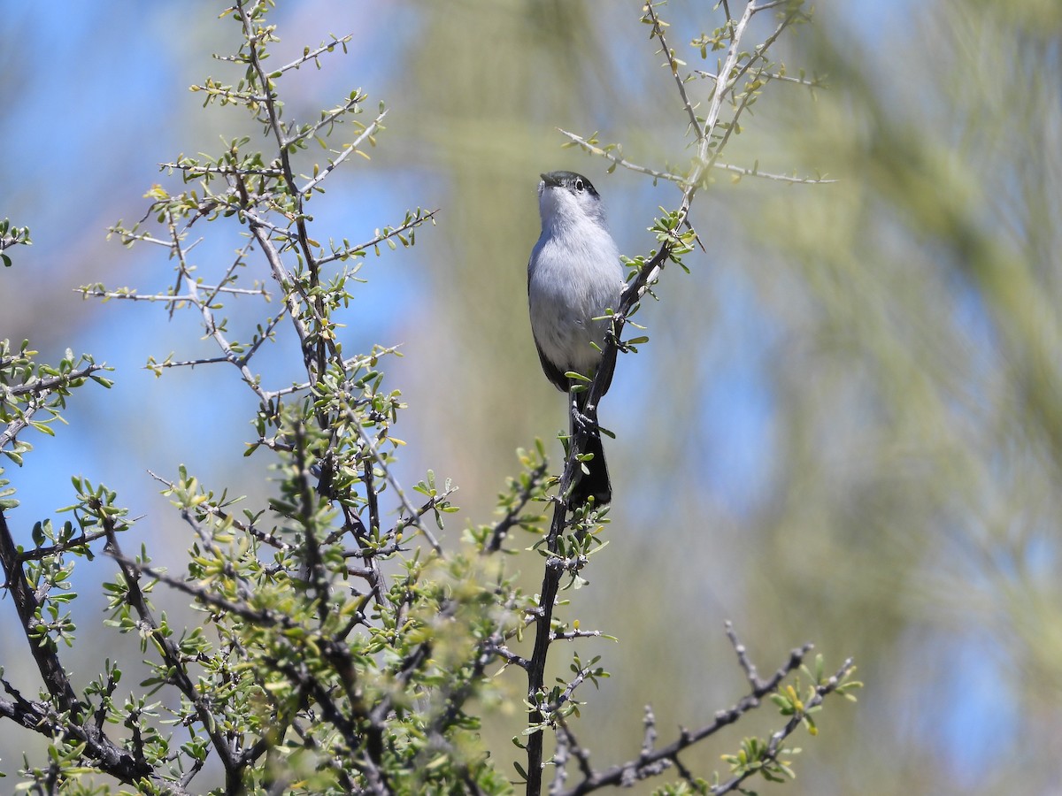 Black-tailed Gnatcatcher - ML616773189