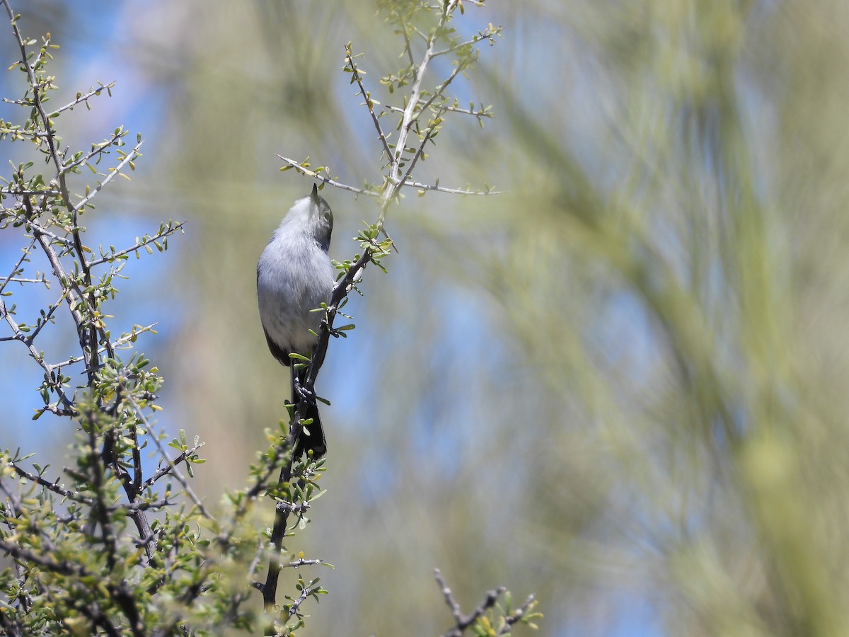 Black-tailed Gnatcatcher - Matthew Maciosek