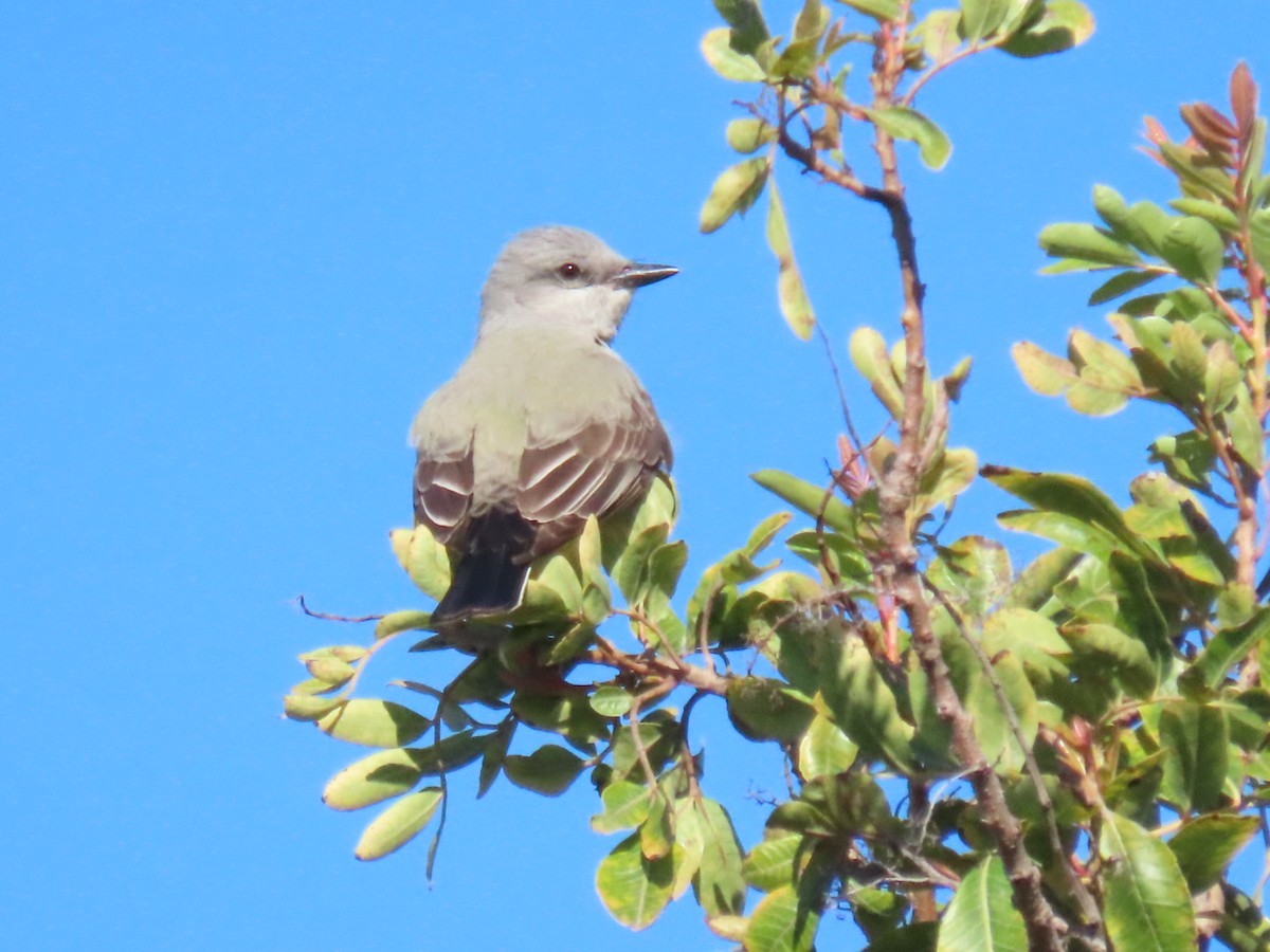 Western Kingbird - ML616773201