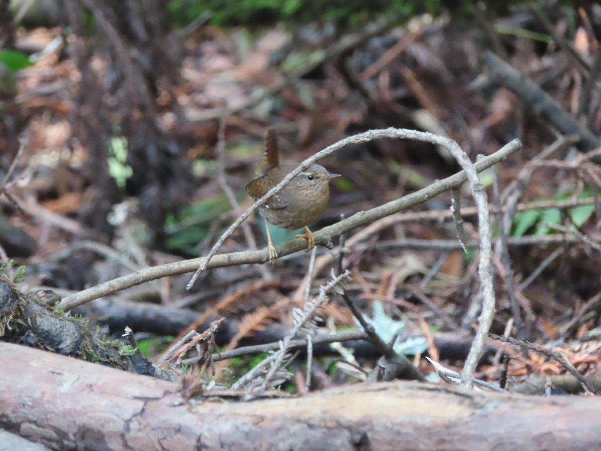 Pacific Wren - ML616773292