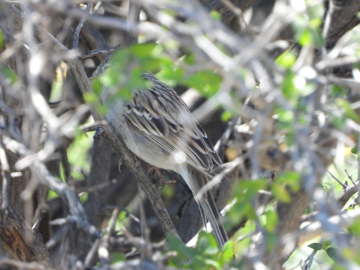 Brewer's Sparrow - ML616773318