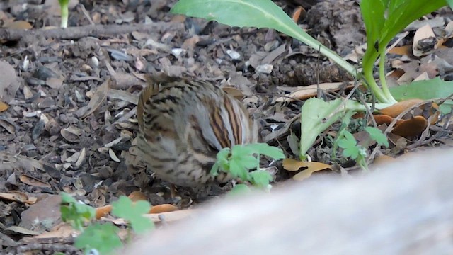 Lincoln's Sparrow - ML616773338